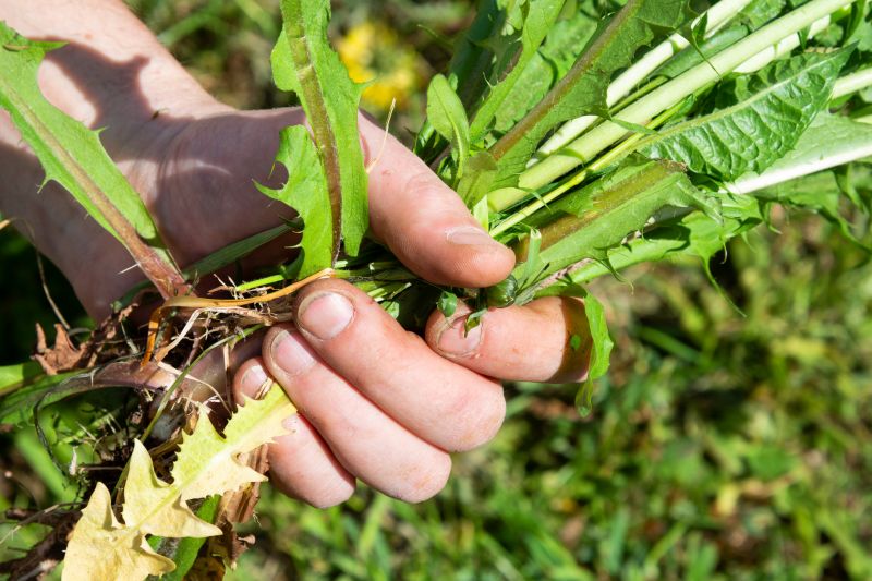 Enhances Plant Growth